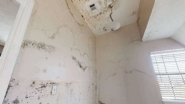 Professional Mold Removal in Cibecue, AZ
