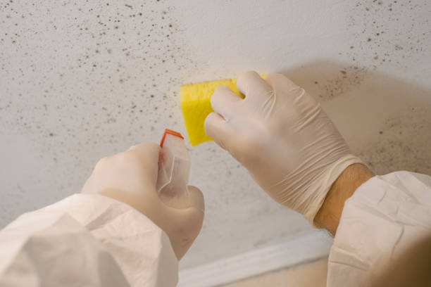 Mold Remediation for Rental Properties in Cibecue, AZ