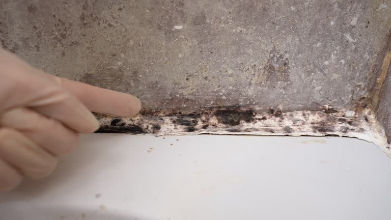 Best Residential Mold Inspection & Testing  in Cibecue, AZ
